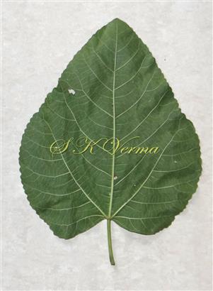   Leaf (Abaxial view)